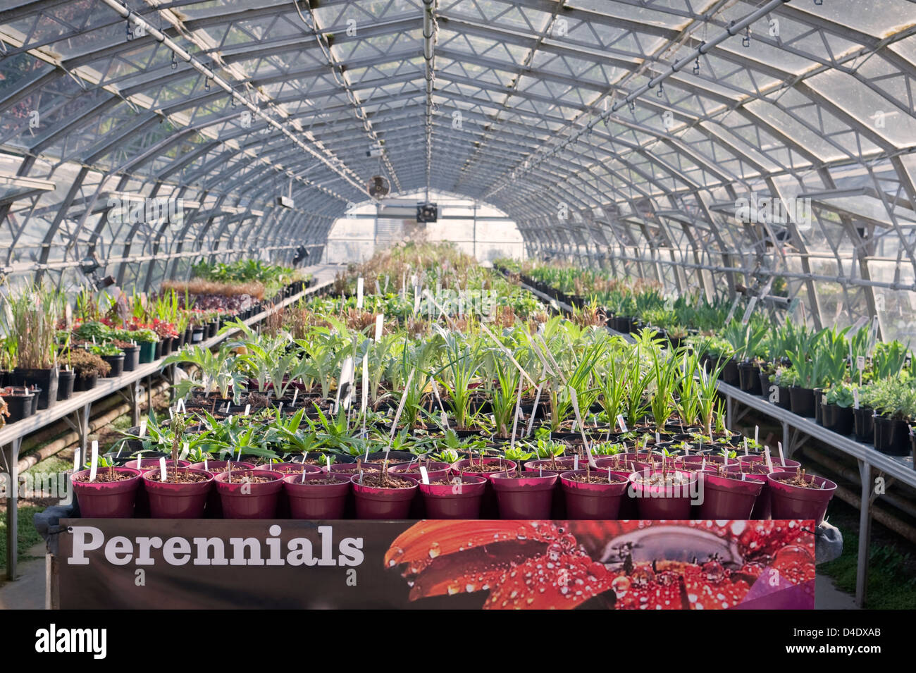 Garden centre - Interior of a greenhouse at a garden centre containing perennials, UK Stock Photo