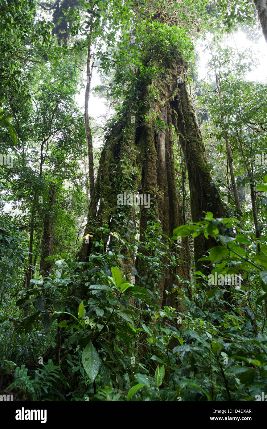 Massive tree with exposed buttressed roots inside Monteverde Cloud Forest Reserve Stock Photo