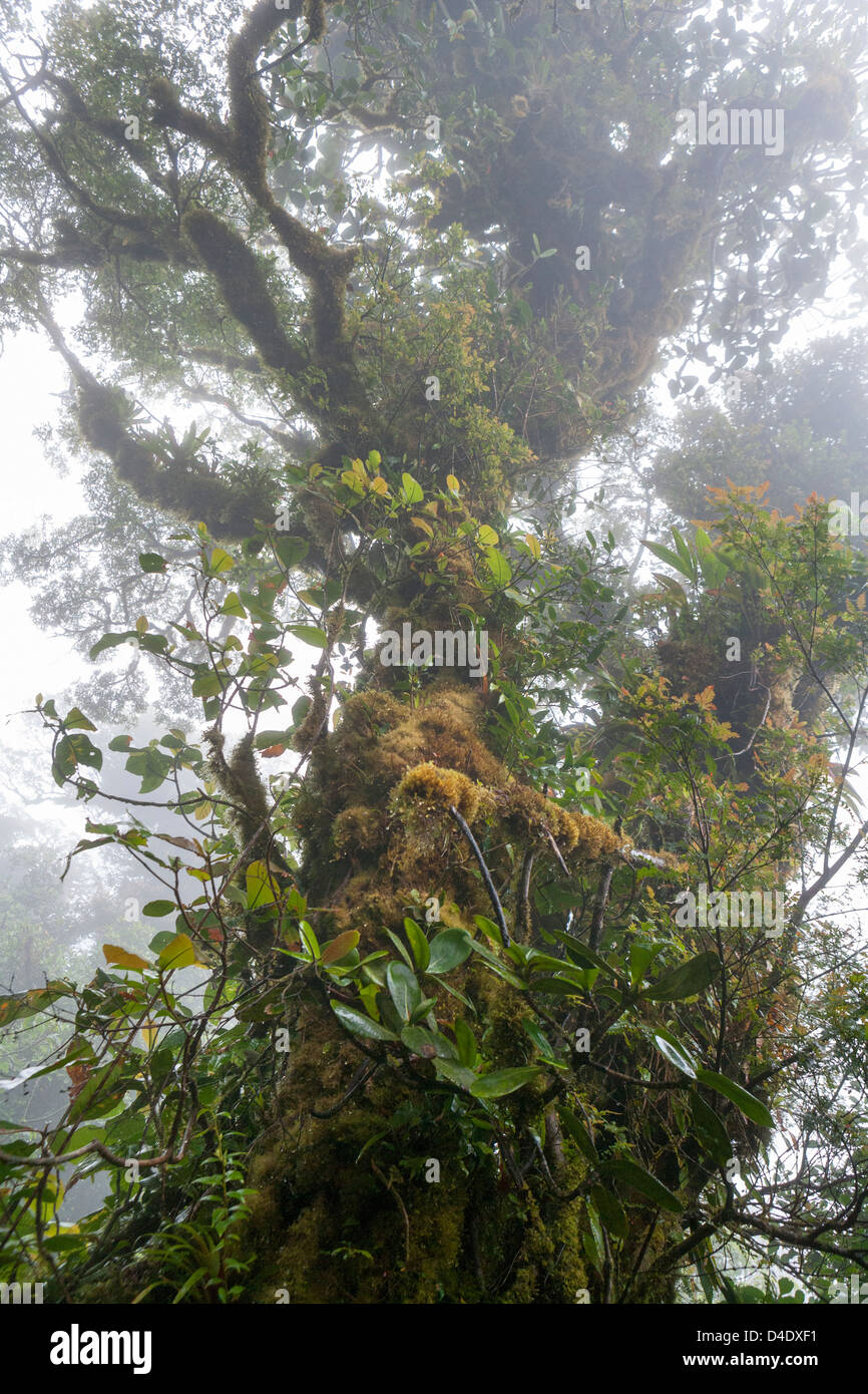 Massive tree inside Monteverde Cloud Forest Reserve Stock Photo
