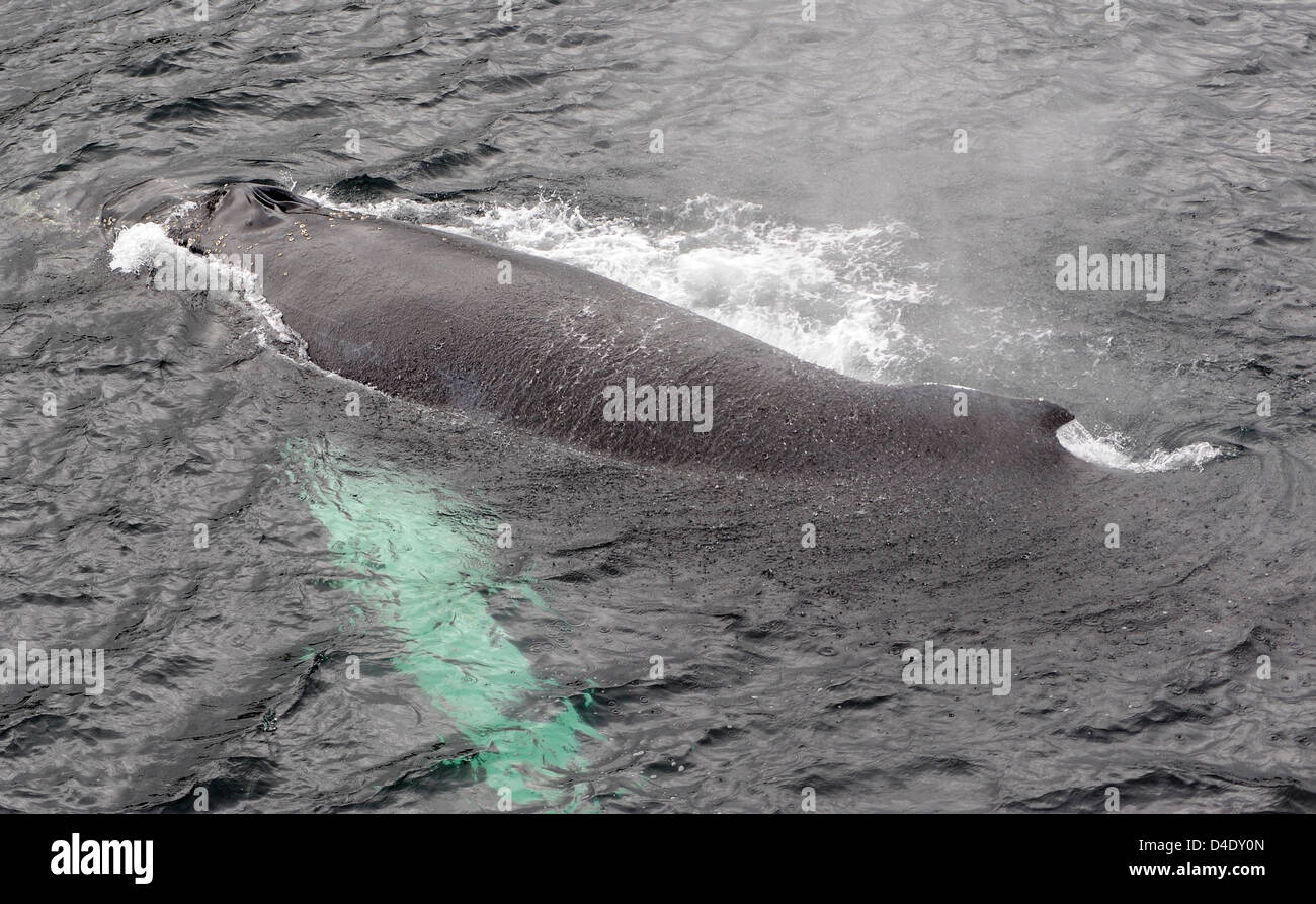 Strait of magellan whale hi-res stock photography and images - Alamy