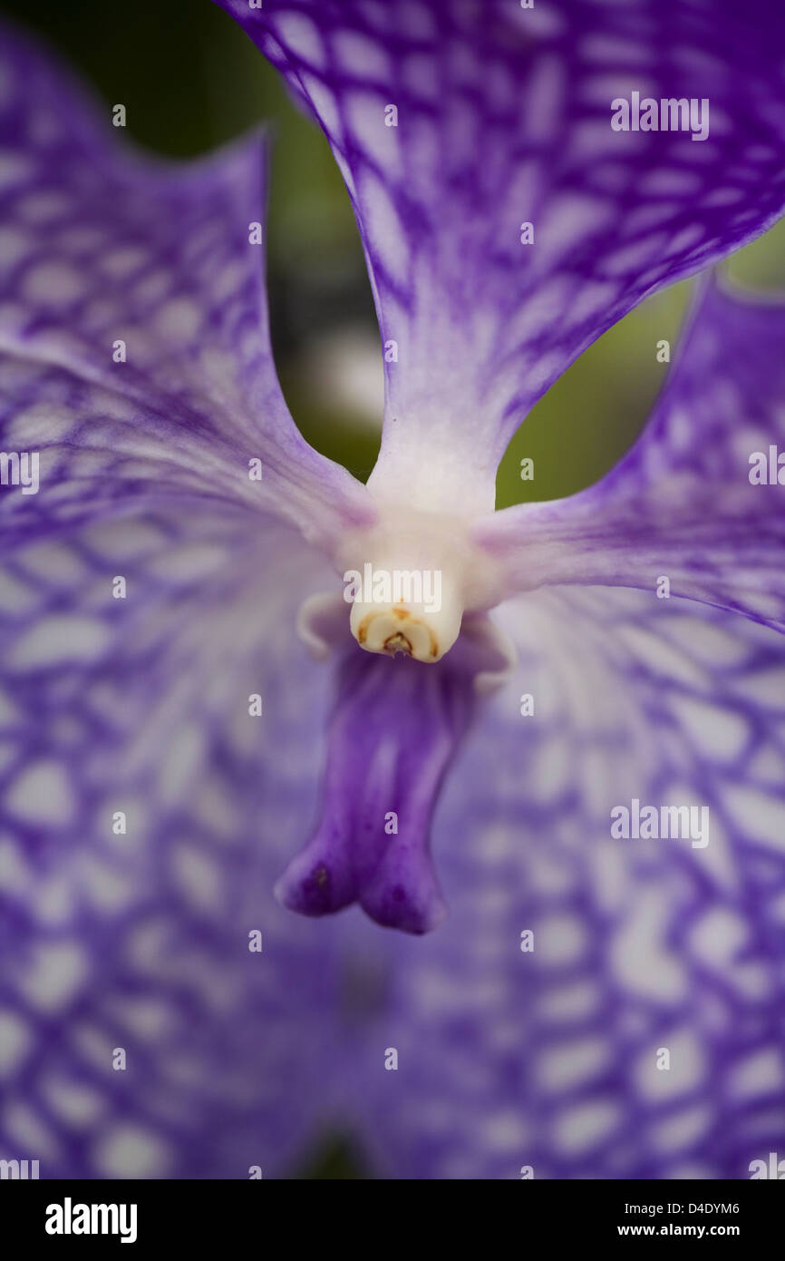 Close up of a  phalaenopsis Purple Vanda Orchid Stock Photo