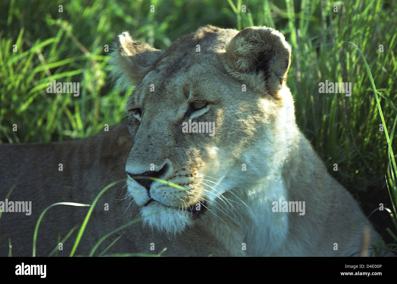 Lioness in the Masai Mara Game Reserve, Kenya Stock Photo - Alamy