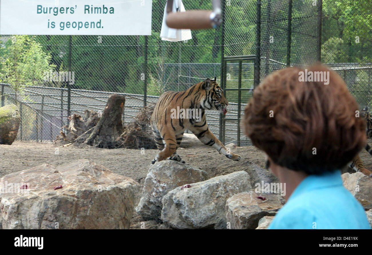 Tiger Tag Rimba Princess Margriet of the Netherlands opens 'Rimba', the new enclosure ...