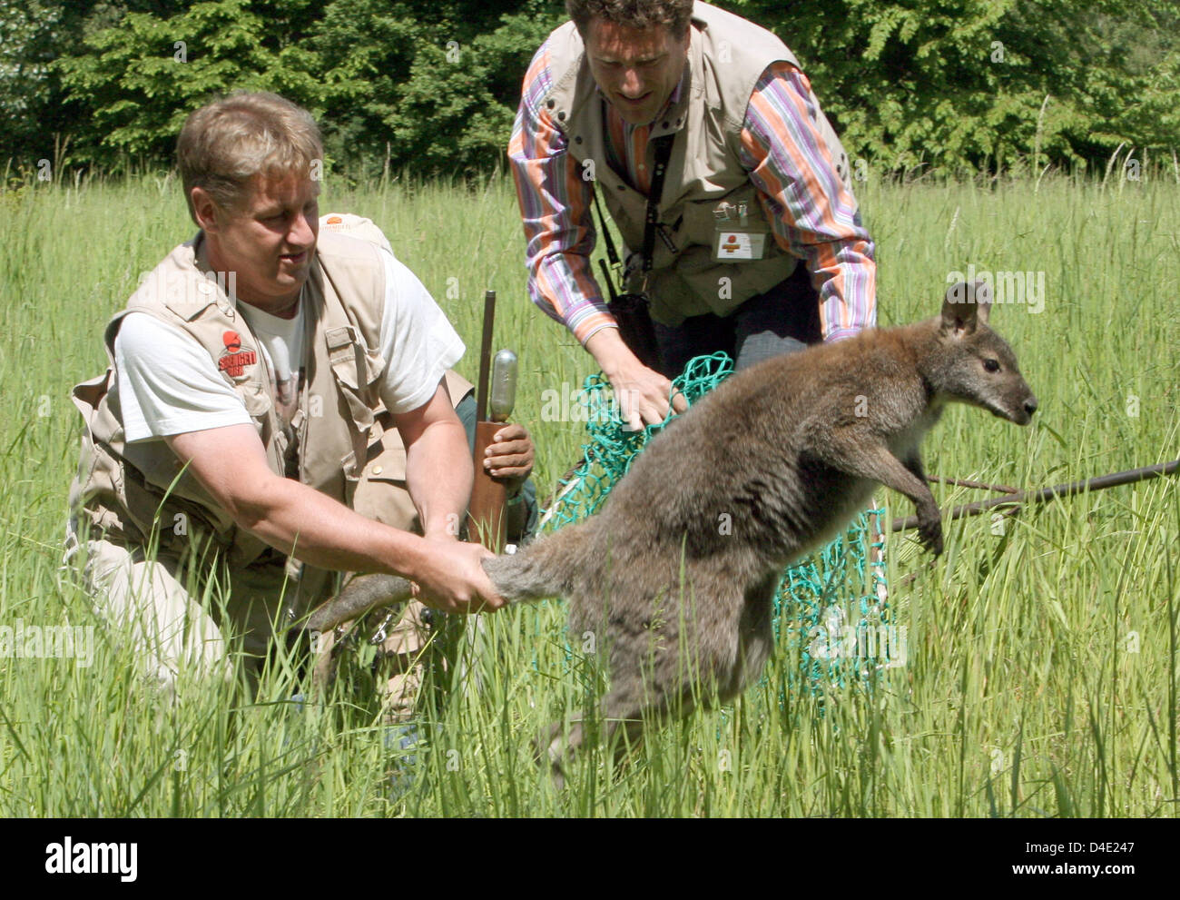 Animal keeper Tam Barras (L) and the owner of 'Serengeti-Tierpark', Fabrizio Sepe (R) recapture runaway kangaroo 'Toto' in a field in Wedemark, Germany, 19 May 2008. Six year-old 'Toto' had escaped from the zoo by jumping over a fence two-and-a-half weeks ago. It was discovered about 35km away from the zoo. Photo: HOLGER HOLLEMANN Stock Photo