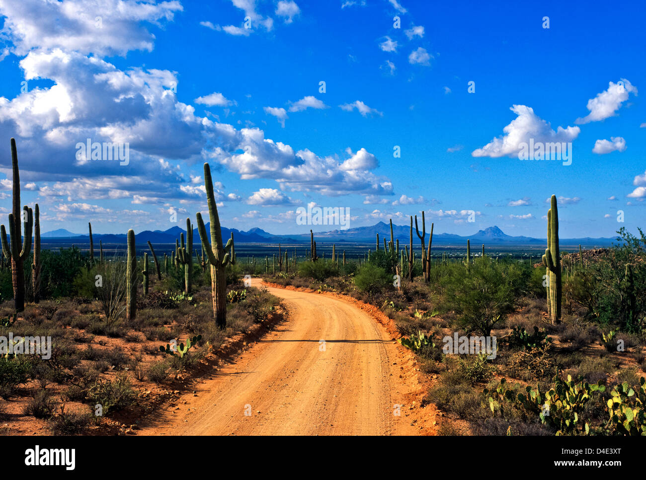 Dirt Road through Saguaro national Park west of Tucson, Arizona. USA Stock Photo