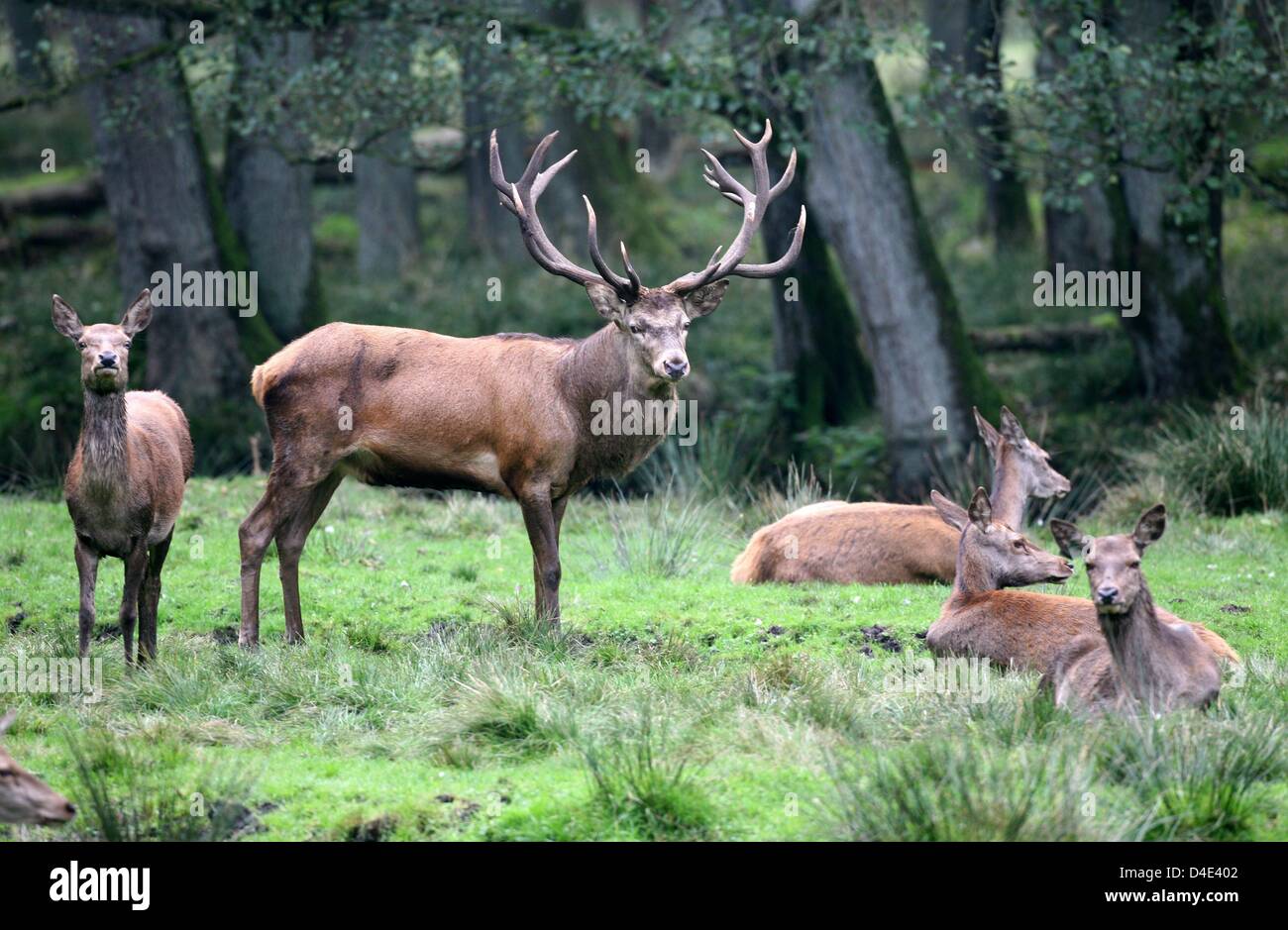 Red deer pictured in jump in its enclosure at Eekholt, Germany, 13 October 2008. The regional hunting association warns that mating season is dangerous for car drivers as love makes the animals blind. Police of federal state Schleswig-Holstein files anually more than 10,000 deer accidents, the estimated number of unreported cases might be way higher. A crash with a 250-kilograms de Stock Photo