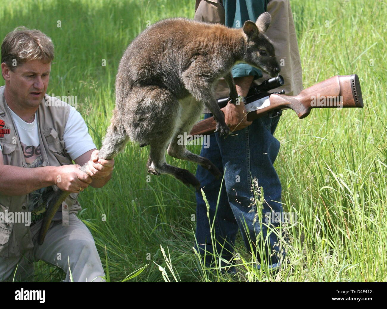 Animal keeper Tam Barras of 'Serengeti-Tierpark' -zoo holds runaway kangaroo 'Toto' by its tale in a field in Wedemark near Hanover, Germany, 19 May 2008. Six year-old 'Toto' had escaped from the zoo by jumping over a fence two-and-a-half weeks ago. It was discovered about 35km away from the zoo. Photo: HOLGER HOLLEMANN Stock Photo