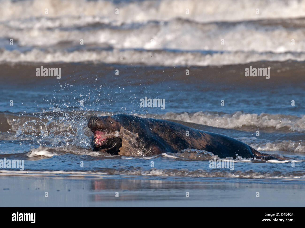 Grey Atlantic Seal Bull, Halichoerus grypus On Sea Shore. Donna Nook. Uk Stock Photo