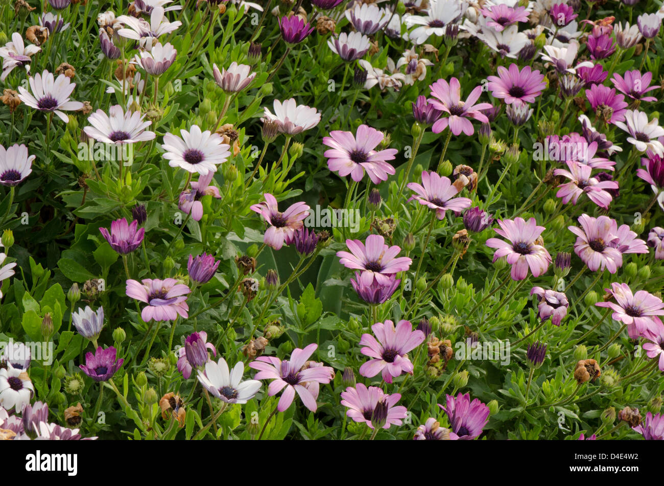 Flower bed flora hi-res stock photography and images - Alamy