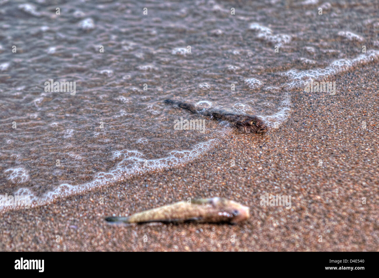 environmental disaster dead fish on the beach Stock Photo Alamy