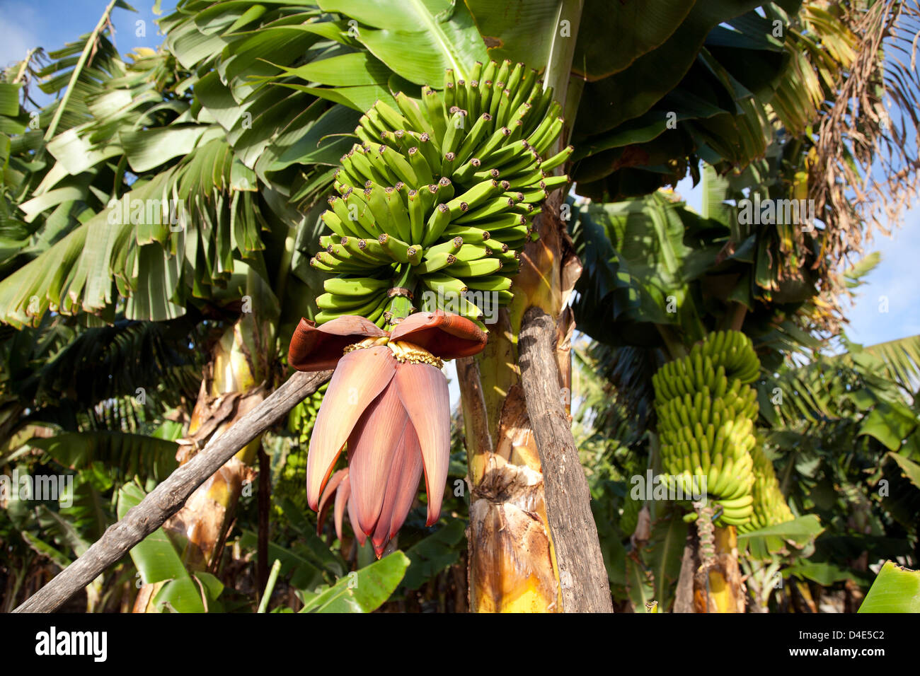 Банан это трава фрукт овощ или ягода. Банановое растение. Банан это фрукт или ягода. Как растут бананы. Бананы в природе.