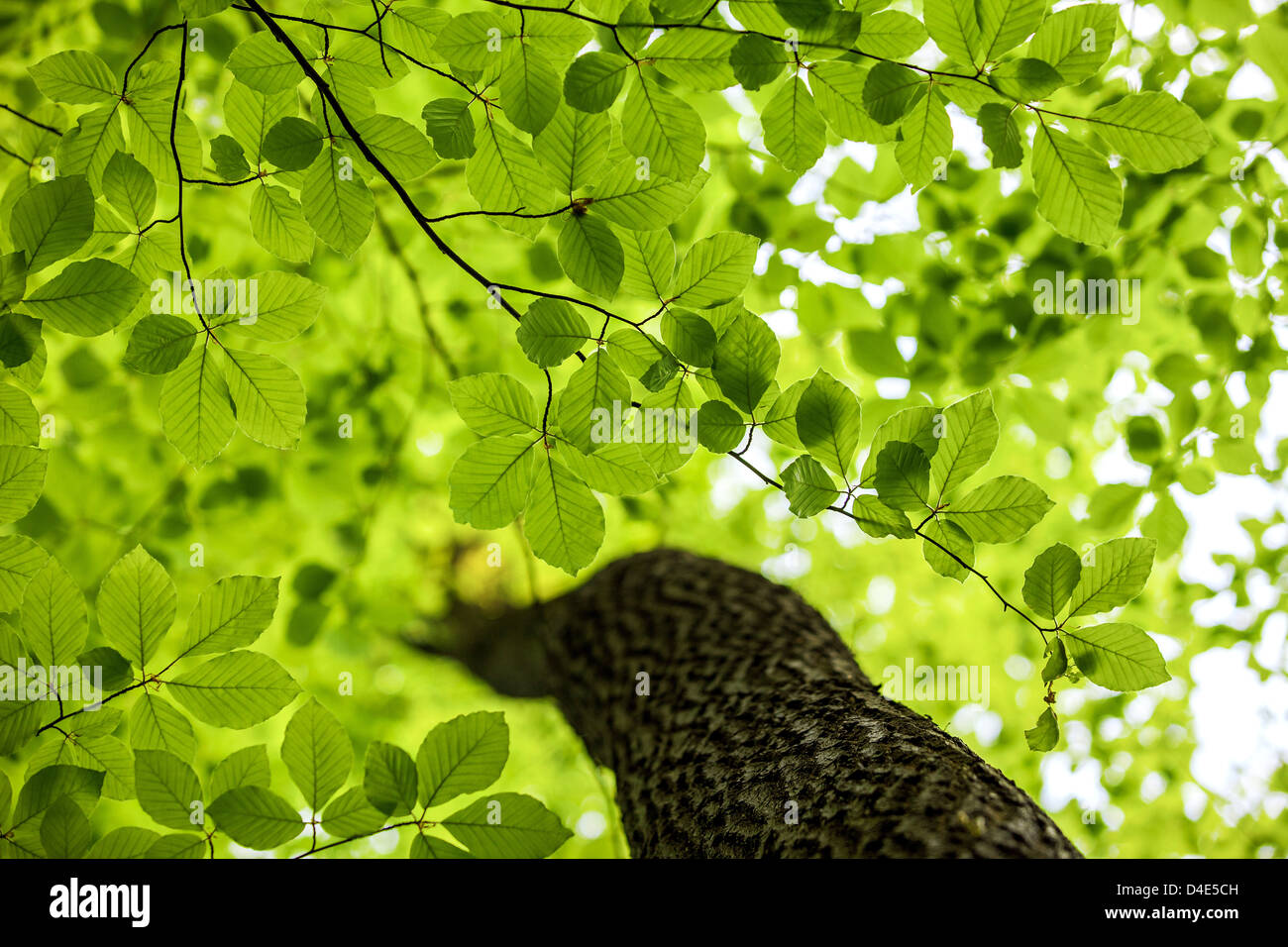 Green leaves, forest, background Stock Photo - Alamy