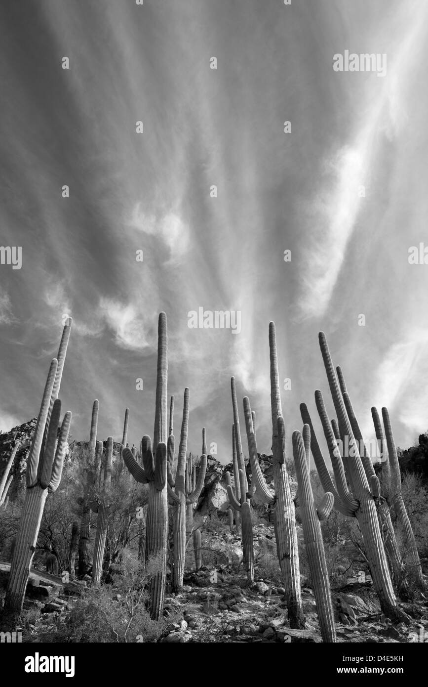Saguaro cactus and clouds, Sabino Canyon, Tucson, Arizona, USA Stock Photo