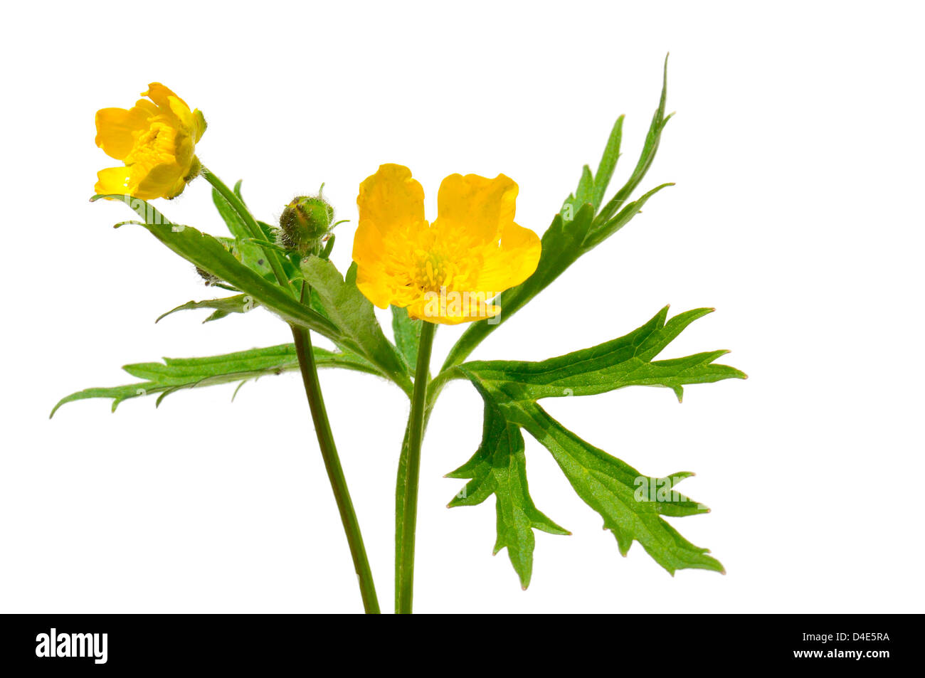 Yellow Buttercup isolated on white background Stock Photo