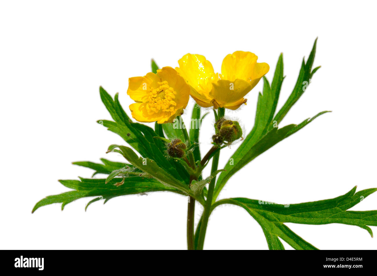 Yellow Buttercup on white background Stock Photo
