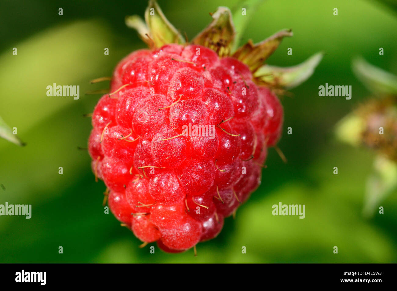 Ripe raspberry with green leaf Stock Photo - Alamy