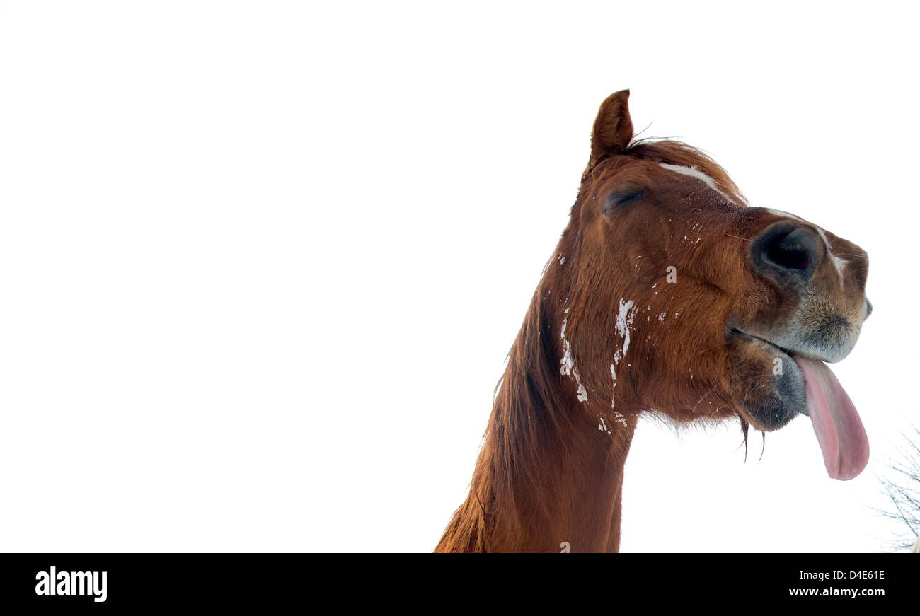 A horse sticks out its tongue in a paddock near Hanover, Germany, 12 March 2013. Photo Julian