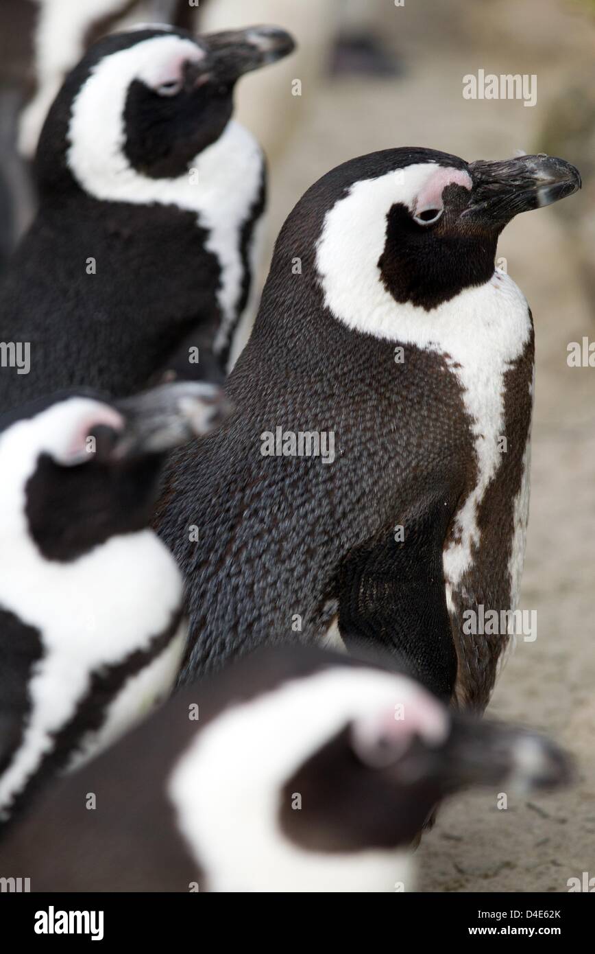 Banded penguins stand together at Allwetterzoo in Muenster, Germany, 12 March 2013. Photo: Friso Gentsch Stock Photo