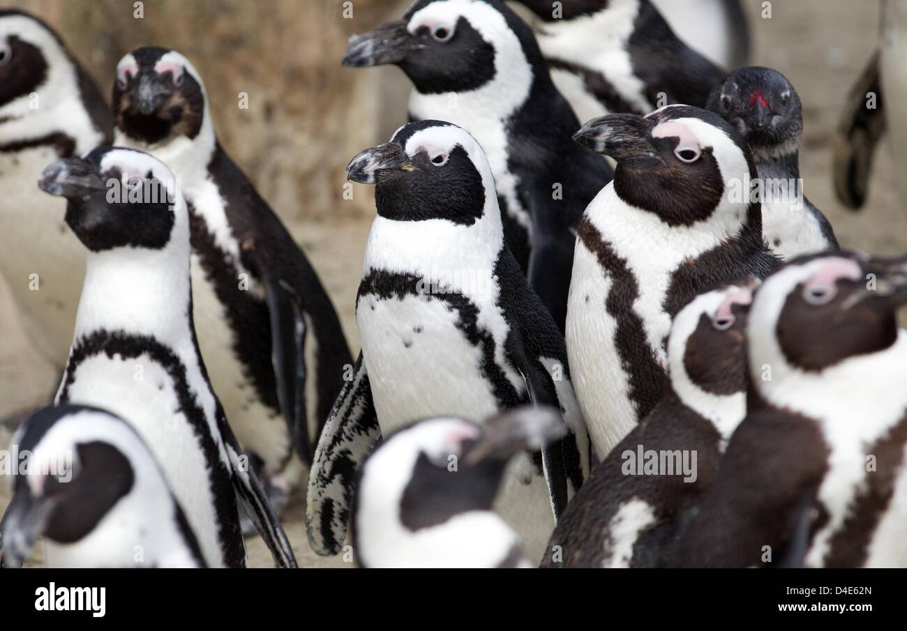 Banded penguins stand together at Allwetterzoo in Muenster, Germany, 12