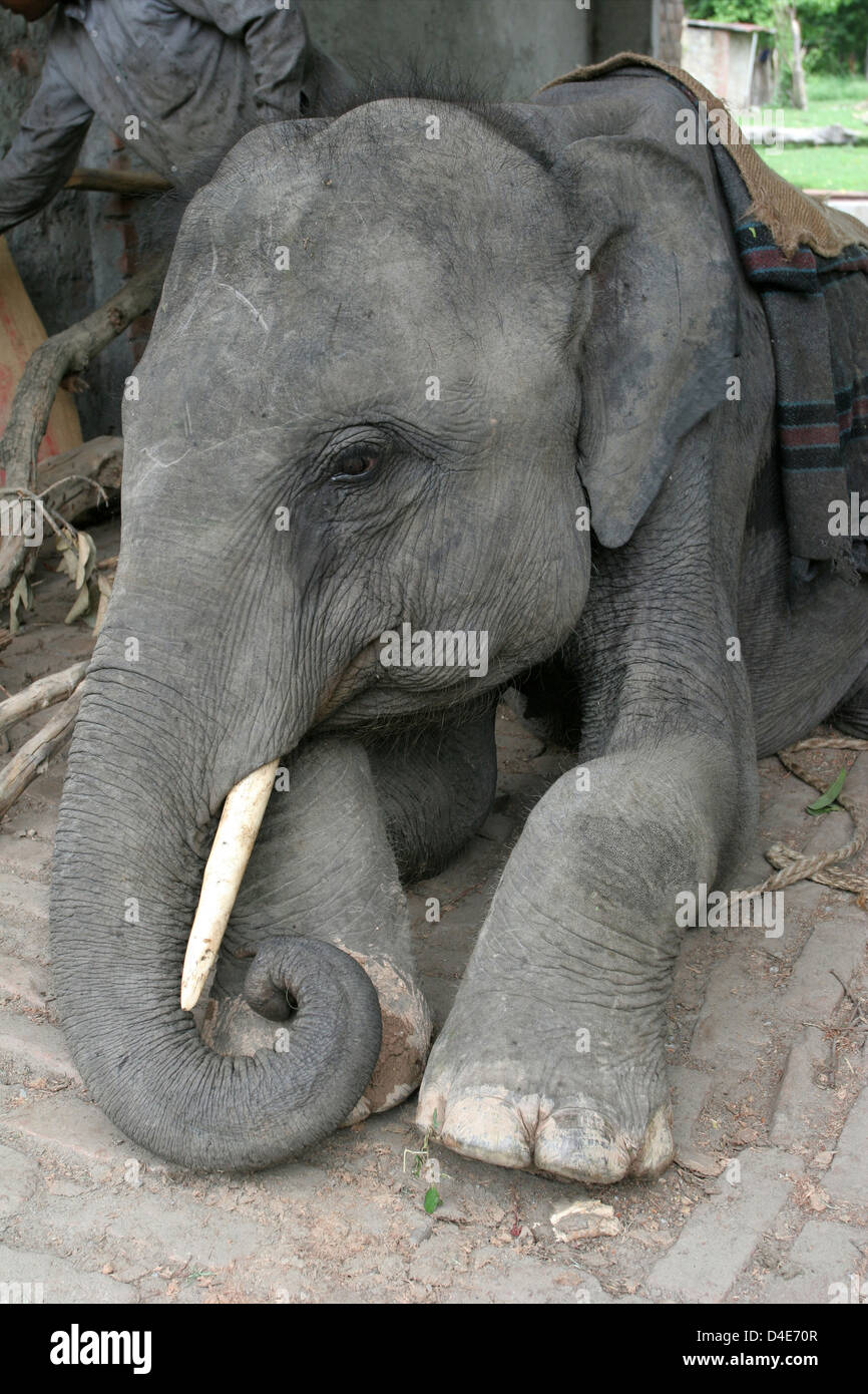 A working elephant at Rajaji National Park near Haridwar Stock Photo - Alamy