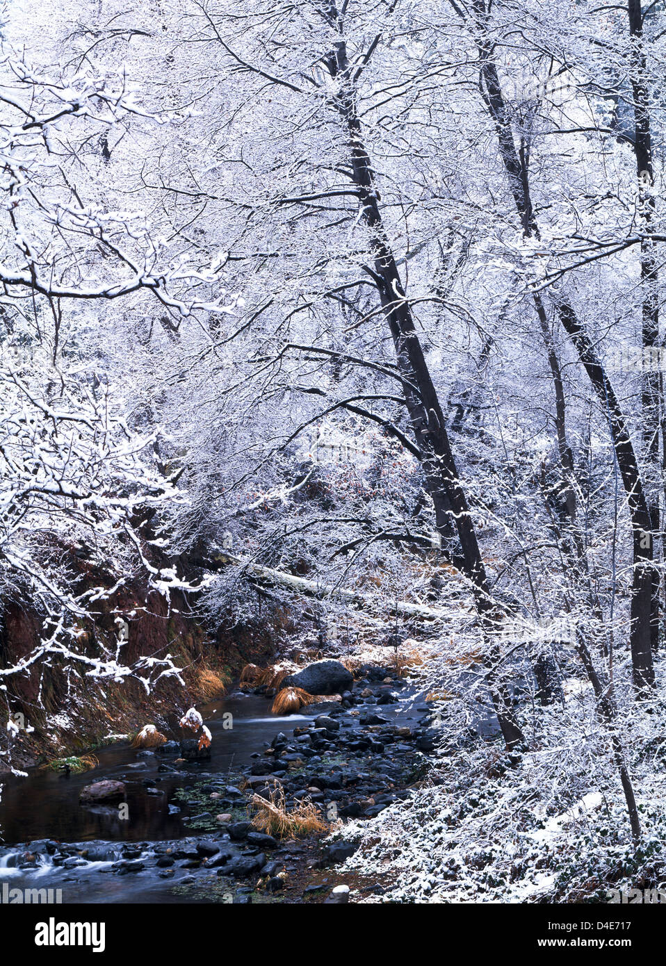 Oak Creek Canyon north of Sedona, Arizona. Winter time. USA. Stock Photo
