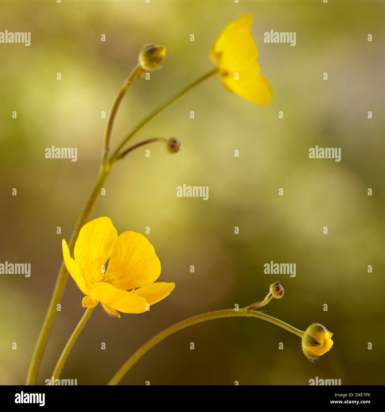 Buttercup flowers, square Stock Photo