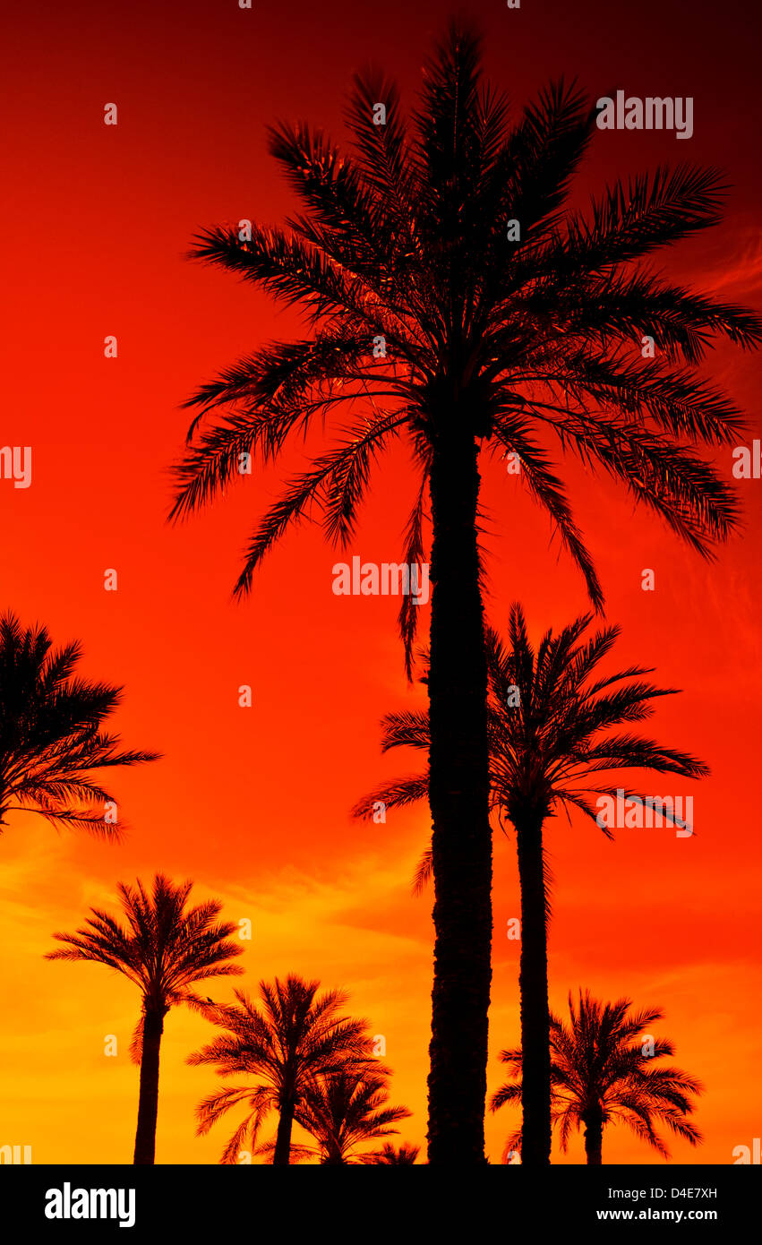 Date Palms at Sunset in Phoenix, AZ. USA. Stock Photo
