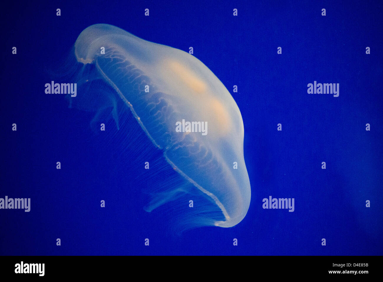 Moon Jellyfish on a deep blue background Stock Photo