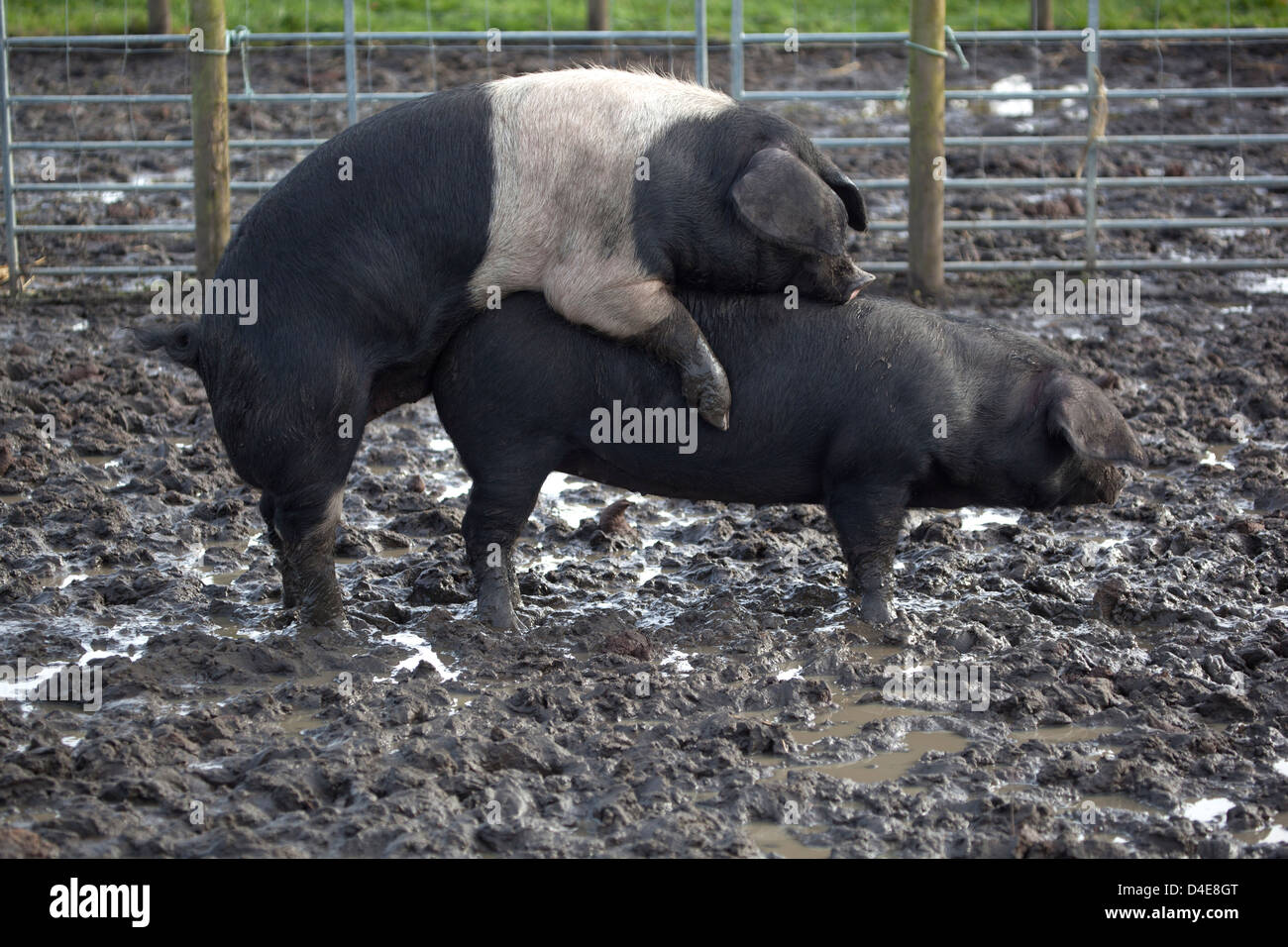 Pigs mating hi-res stock photography and images - Alamy