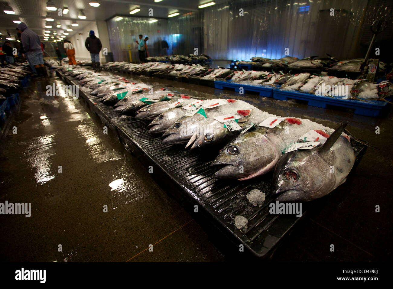 The Honolulu Fish Auction and Market at Pier 38 Stock Photo Alamy