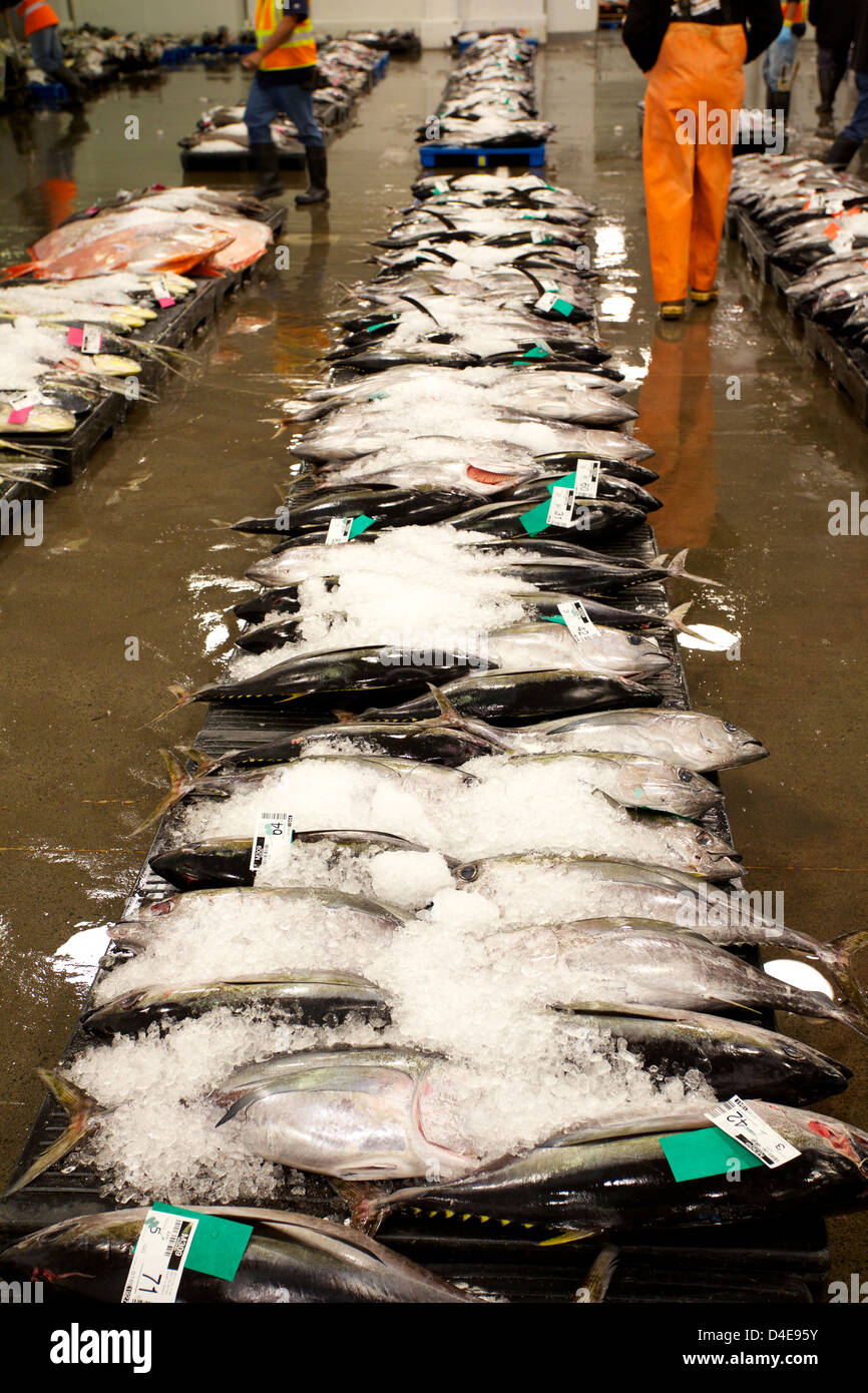 The Honolulu Fish Auction and Market at Pier 38 Stock Photo Alamy