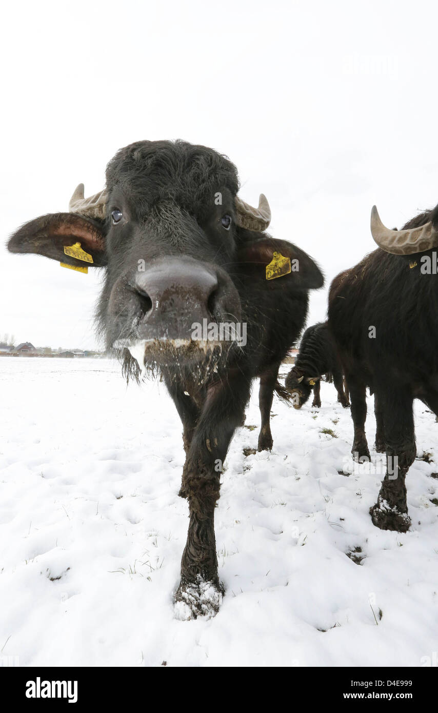 SON EN BREUGEL - And suddenly, there was snow. The eighteen water buffalo of buffalo farmer Arjan Swinkels from the Dutch city Son en Breugel, clearly had to used Tuesday to the weather changes. The animals of the only organic buffalo farm in the Netherlands may choose whether they go outside. Their preference is clear: snow is finally also water, despite the huge temperature difference between their country of origin (India) and the icy Netherlands. The demand for buffalo milk has grown so large that Swinkels had a huge lack of milk. People from all over the Netherlands and Belgium get the he Stock Photo