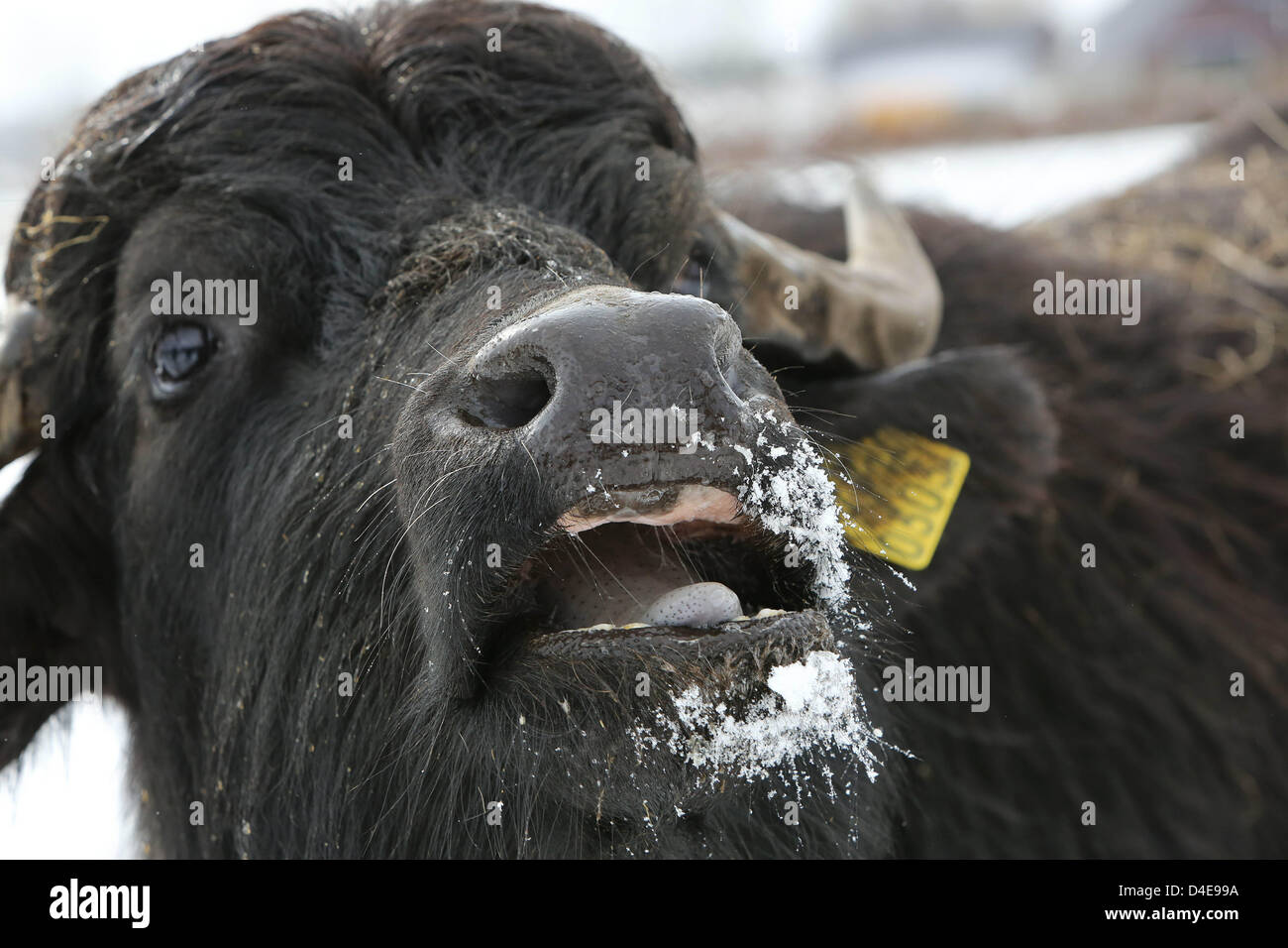 SON EN BREUGEL - And suddenly, there was snow. The eighteen water buffalo of buffalo farmer Arjan Swinkels from the Dutch city Son en Breugel, clearly had to used Tuesday to the weather changes. The animals of the only organic buffalo farm in the Netherlands may choose whether they go outside. Their preference is clear: snow is finally also water, despite the huge temperature difference between their country of origin (India) and the icy Netherlands. The demand for buffalo milk has grown so large that Swinkels had a huge lack of milk. People from all over the Netherlands and Belgium get the he Stock Photo