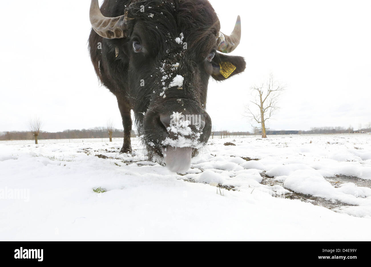 The eighteen water buffalo of buffalo farmer Arjan Swinkels from the Dutch city Son en Breugel, clearly had to used Tuesday to the weather changes. The animals of the only organic buffalo farm in the Netherlands may choose whether they go outside. Their preference is clear: snow is finally also water, despite the huge temperature difference between their country of origin (India) and the icy Netherlands. The demand for buffalo milk has grown so large that Swinkels had a huge lack of milk. People from all over the Netherlands and Belgium get the healthy buffalo milk for making mozzarella or yog Stock Photo