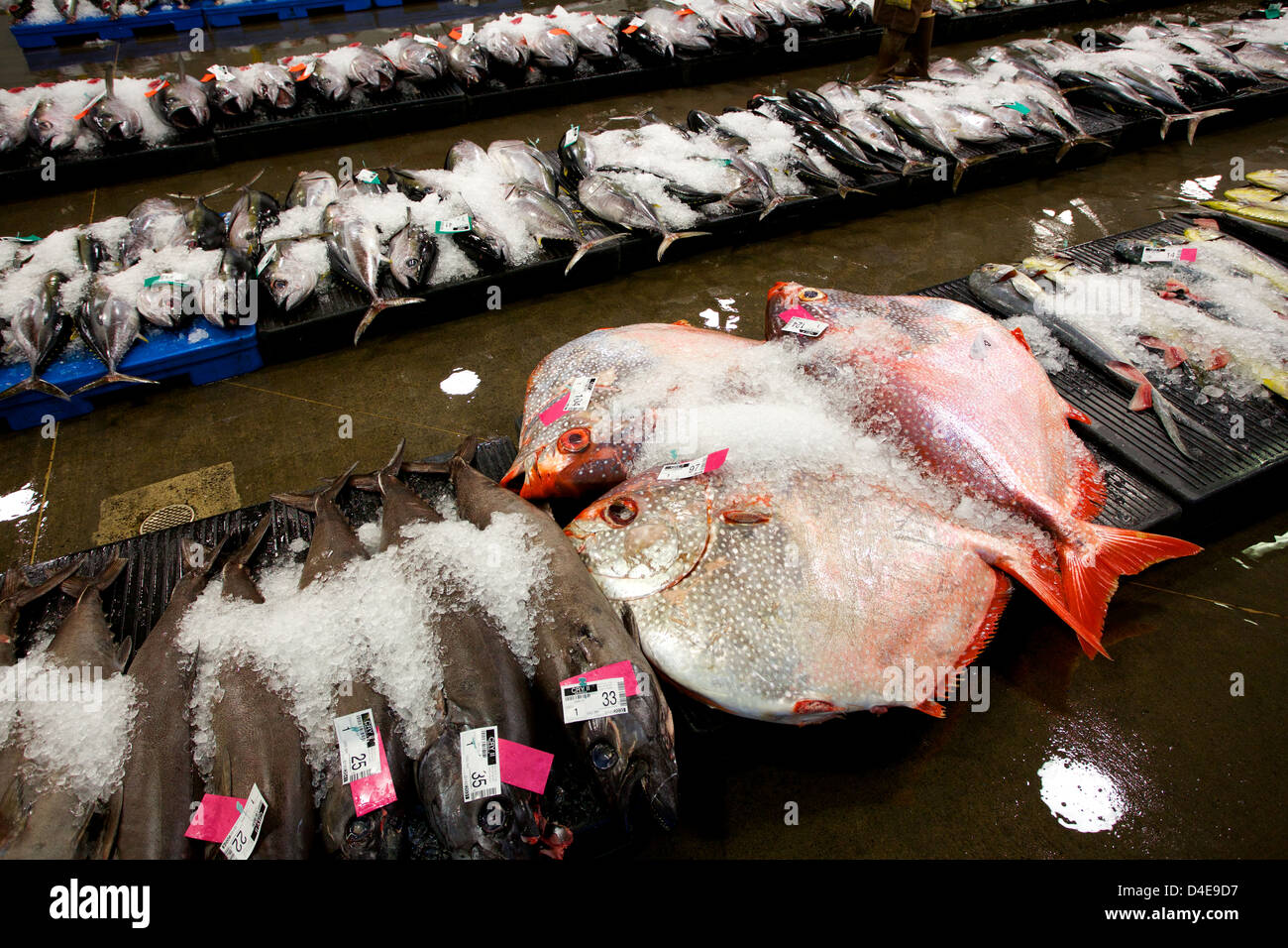 The Honolulu Fish Auction and Market at Pier 38 Stock Photo Alamy