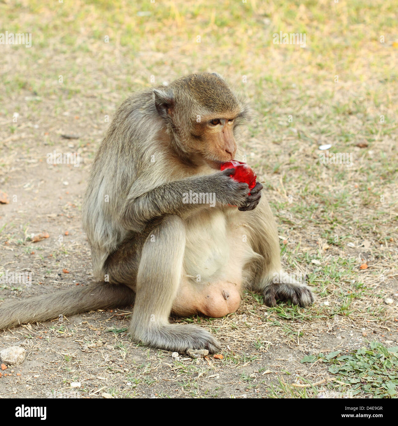 monkey eating a red water Stock Photo