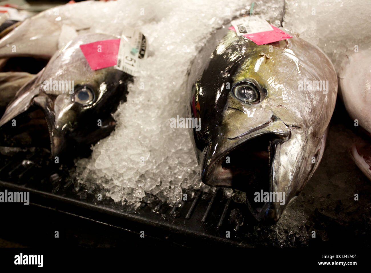 The Honolulu Fish Auction and Market at Pier 38 Stock Photo Alamy