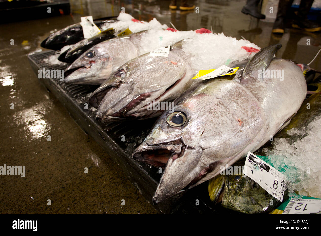 The Honolulu Fish Auction and Market at Pier 38 Stock Photo Alamy