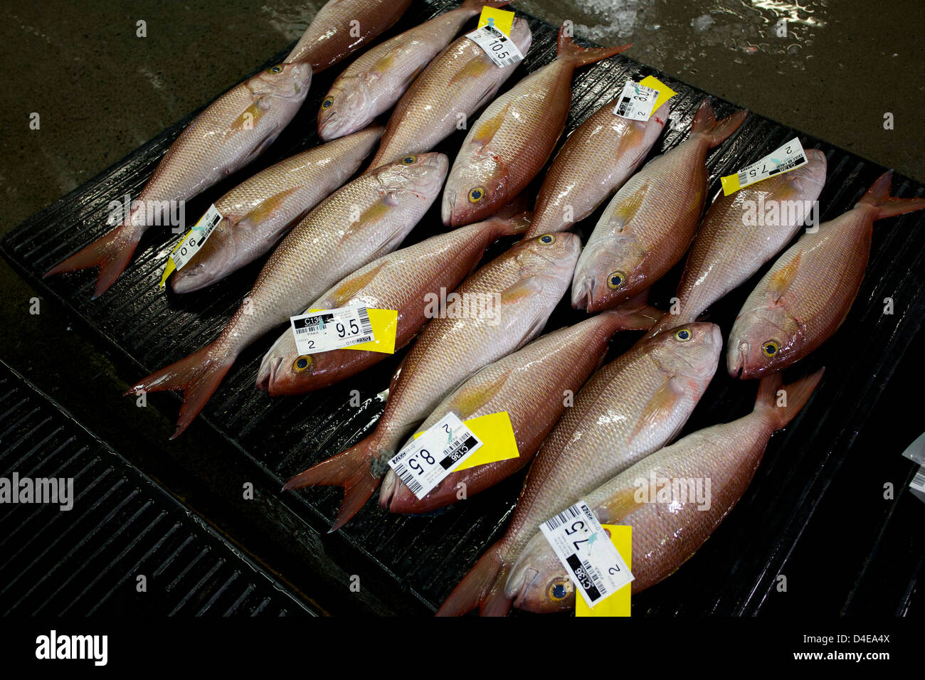 The Honolulu Fish Auction and Market at Pier 38 Stock Photo Alamy