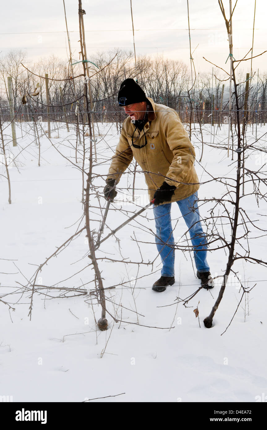 Pruning branches of apple tree in the winter, Upstate New York Stock Photo Alamy