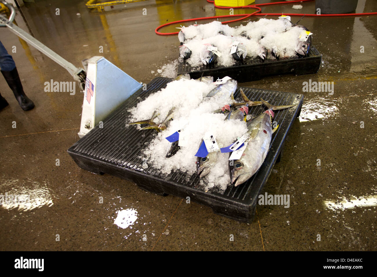 The Honolulu Fish Auction and Market at Pier 38 Stock Photo Alamy