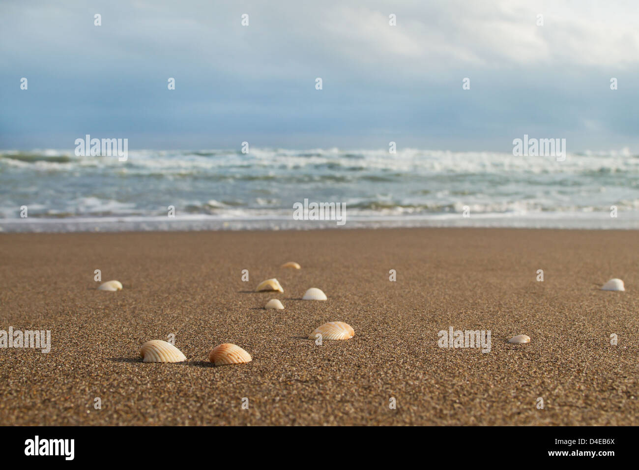 Sand beach in the morning with sea shells Stock Photo