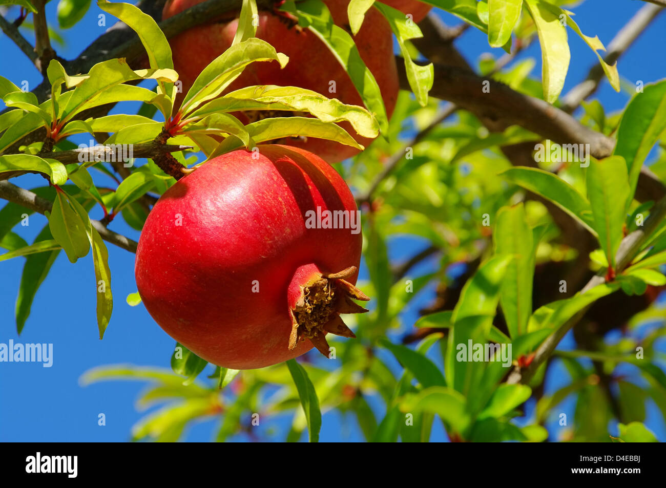 Granatapfel pomegranate 23 Stock Photo Alamy