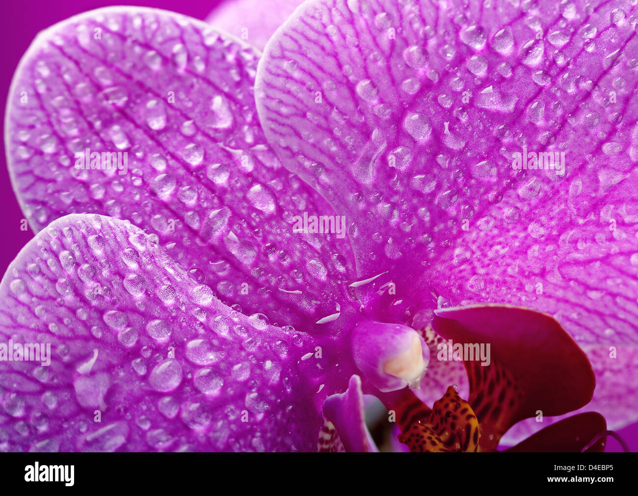 Purple orchid flower with wated drop Stock Photo