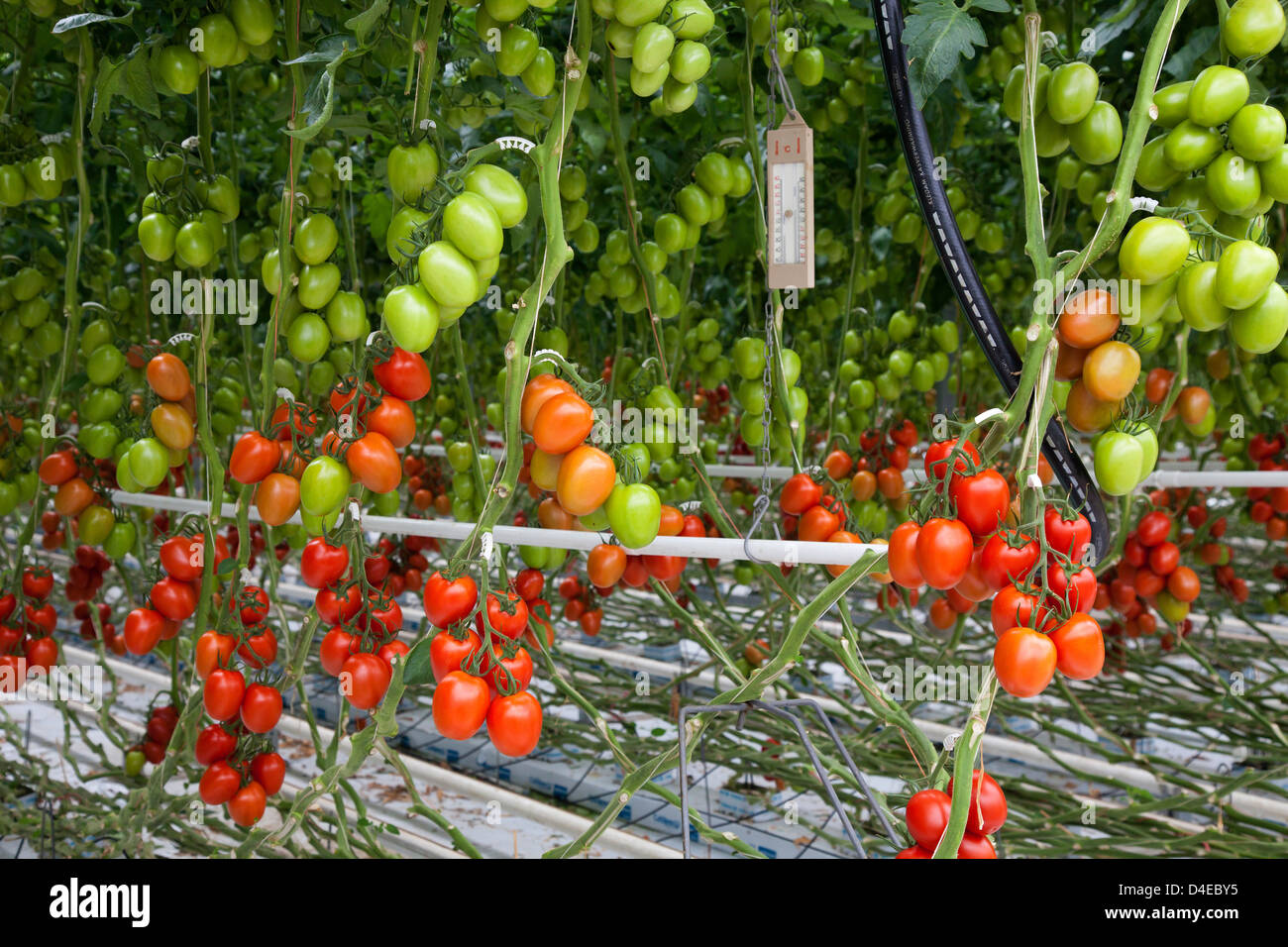 Kaarst, Germany, tomato growing in greenhouse Stock Photo