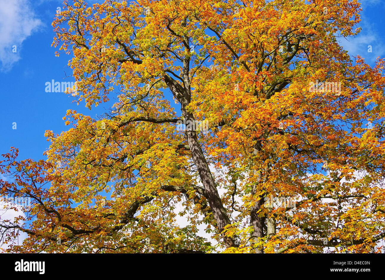 Kastanie im Herbst - buckeye in fall 01 Stock Photo