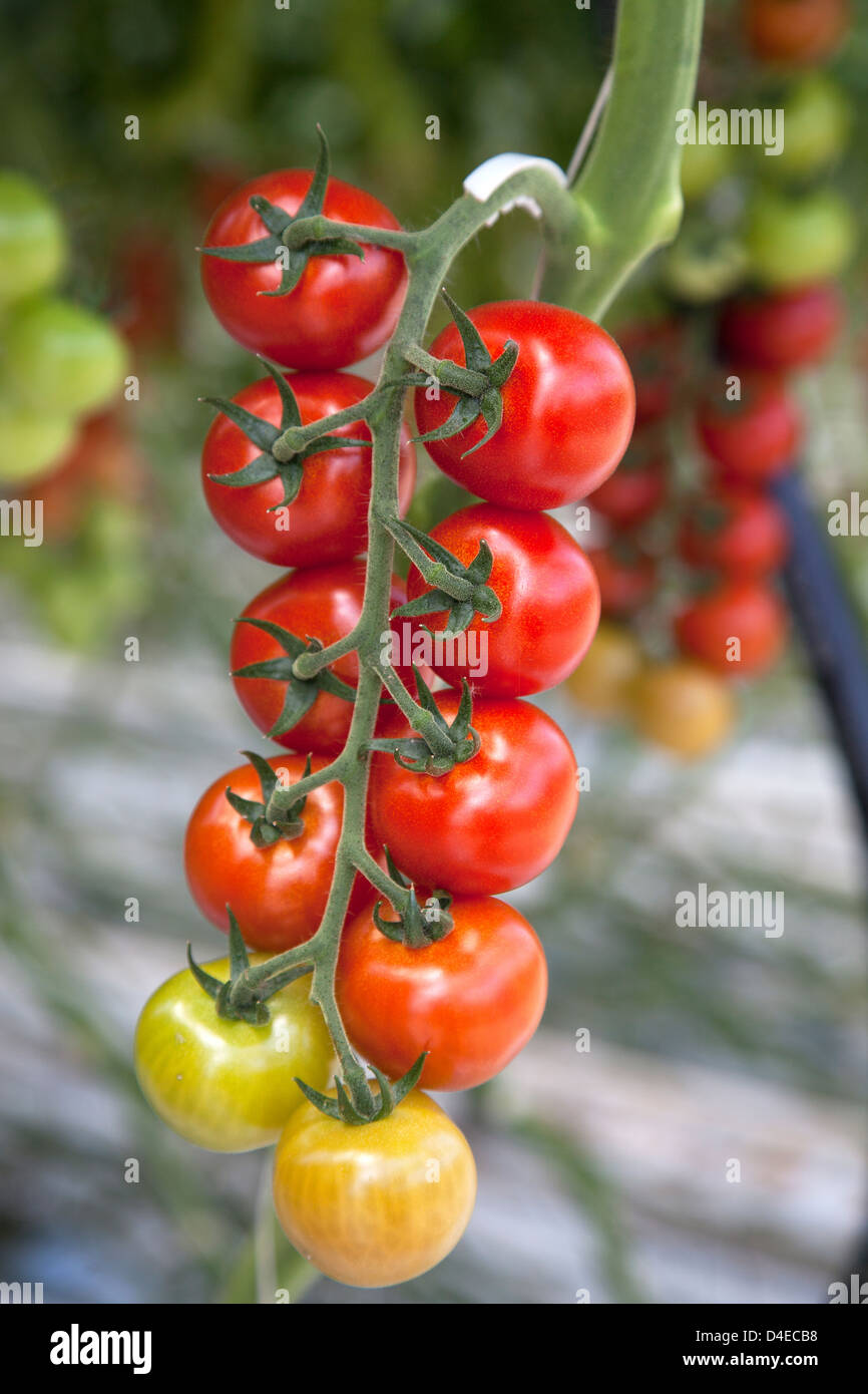 Kaarst, Germany, tomato growing in greenhouse Stock Photo