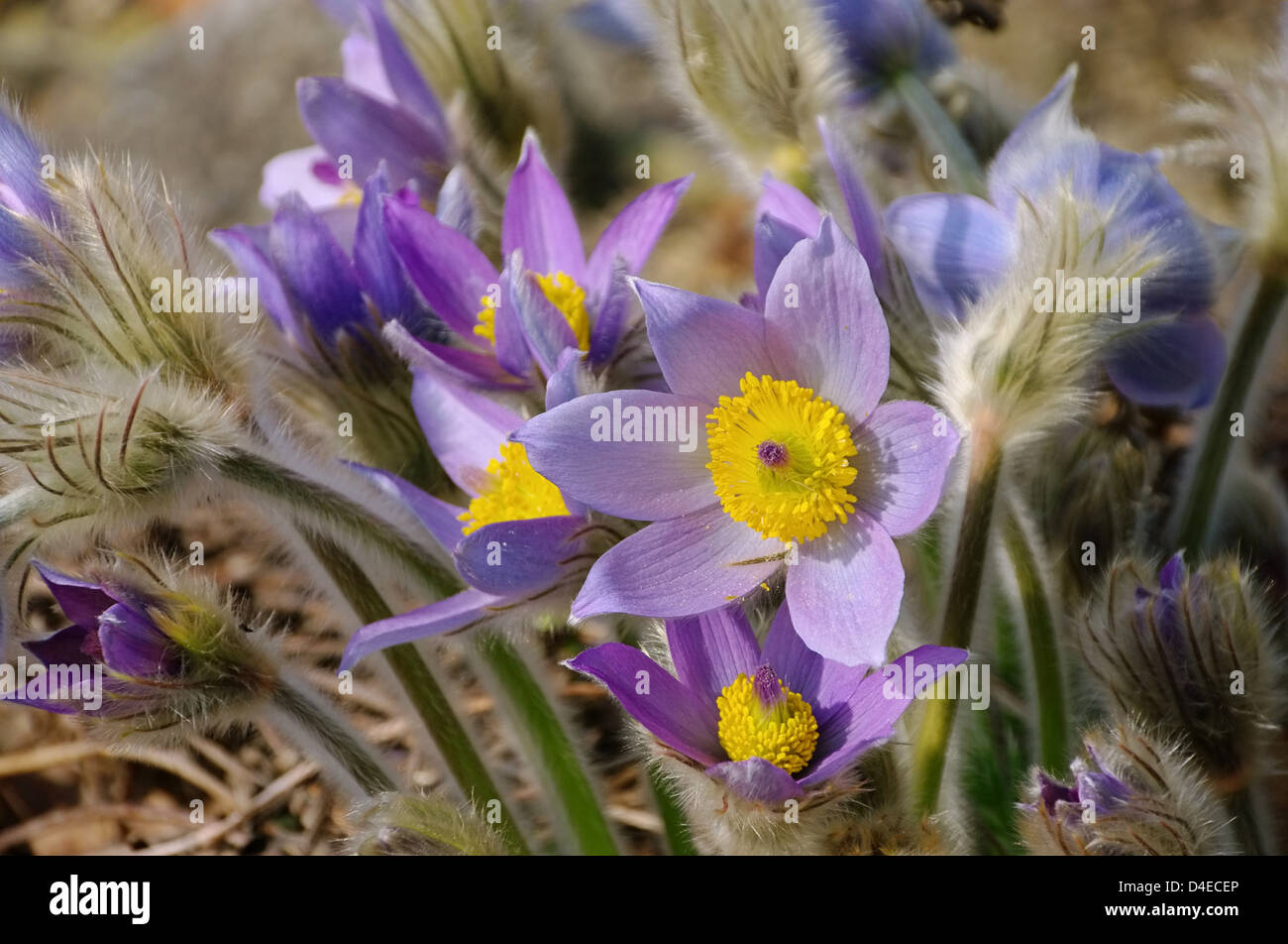 Kuechenschelle - pasque flower 17 Stock Photo