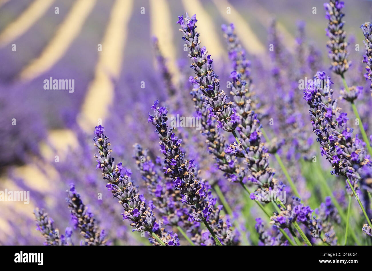 Lavendel - lavender 122 Stock Photo