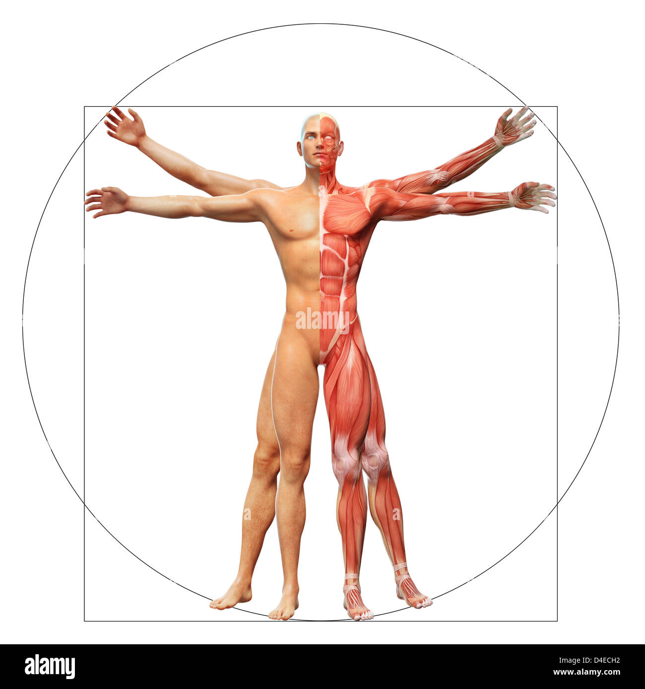Human anatomy displayed as the vitruvian man by Leonardo da Vinci Stock Photo